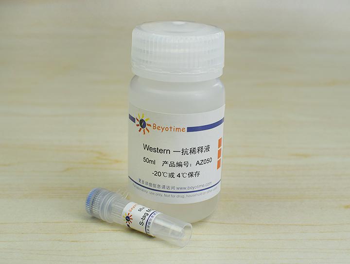 S-tag Mouse Monoclonal Antibody